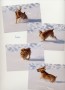 Cocoa in the snow * 400 x 551 * (29KB)