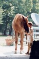 matt-horse * Adobe ImageReady * 234 x 350 * (28KB)